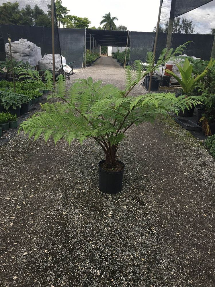 cyathea-cooperi-australian-tree-fern