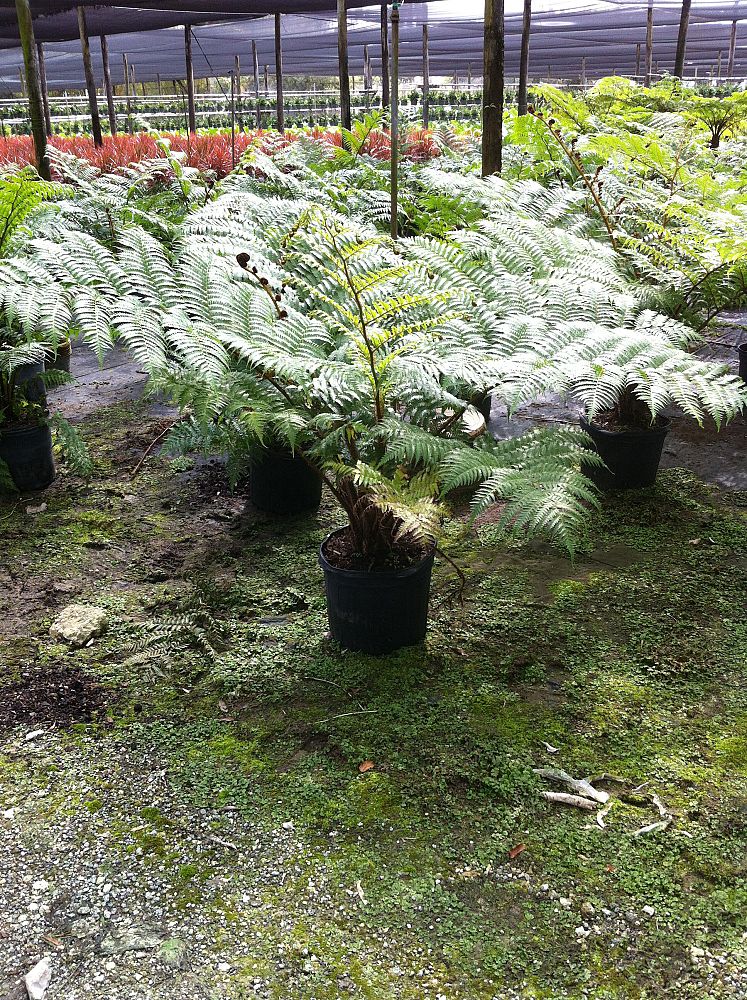 cyathea-cooperi-australian-tree-fern