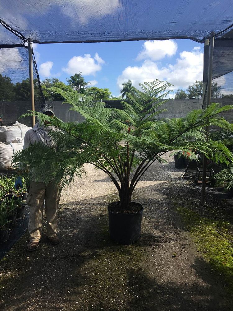 cyathea-cooperi-australian-tree-fern