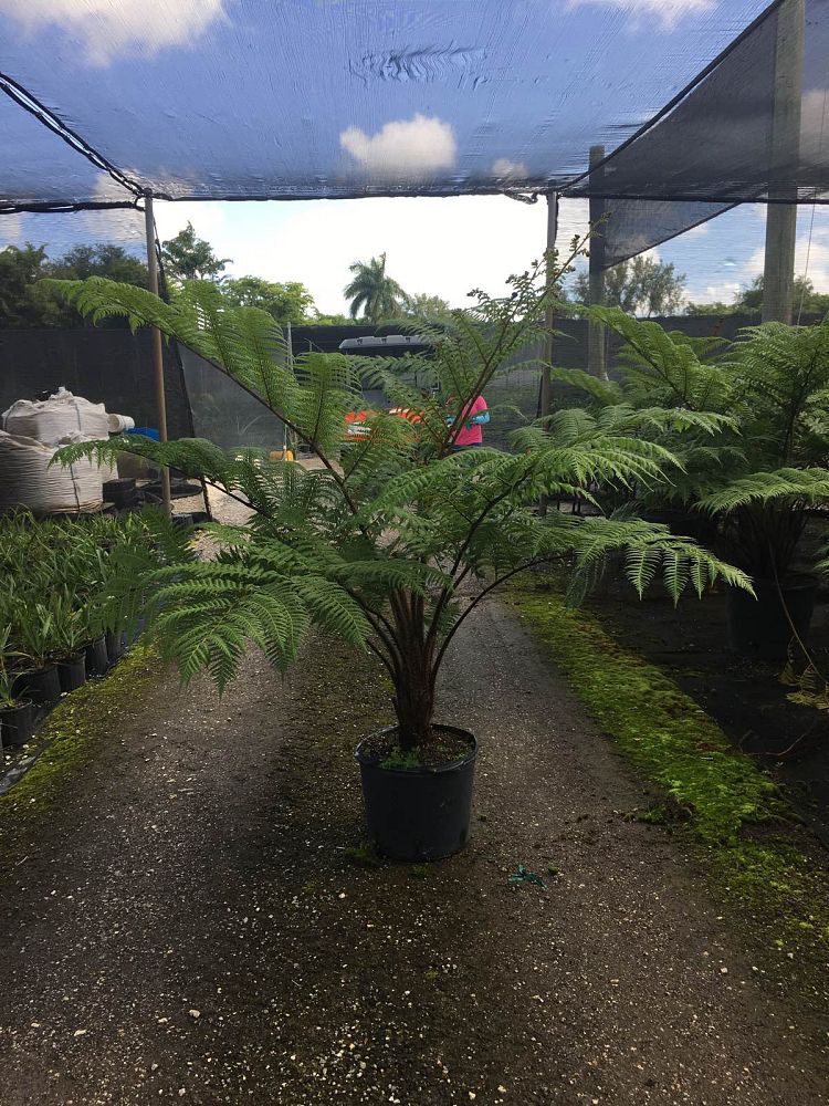 cyathea-cooperi-australian-tree-fern
