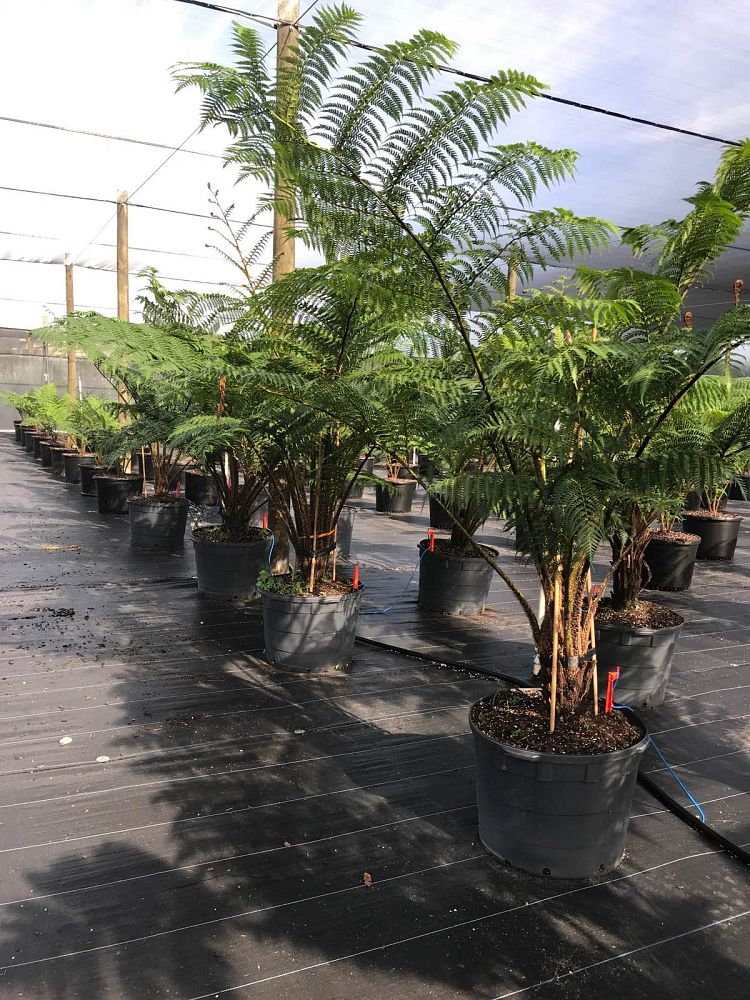 cyathea-cooperi-australian-tree-fern