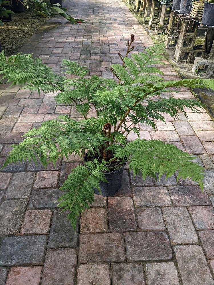 cyathea-cooperi-australian-tree-fern