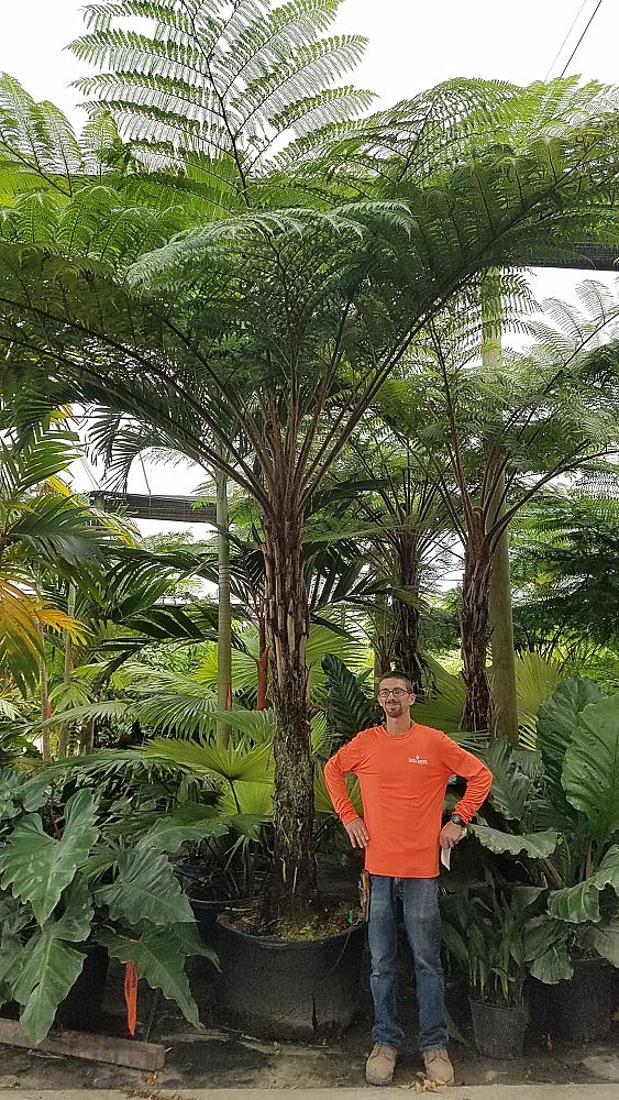 cyathea-cooperi-australian-tree-fern