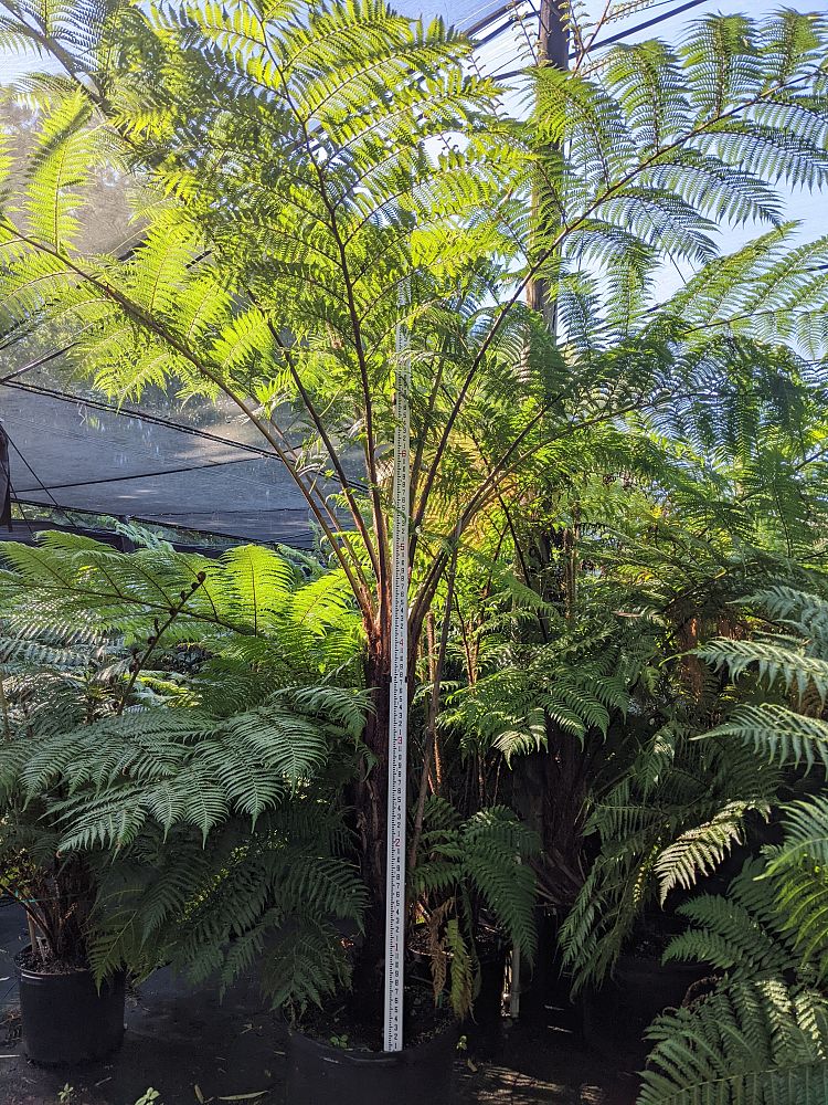 cyathea-cooperi-australian-tree-fern
