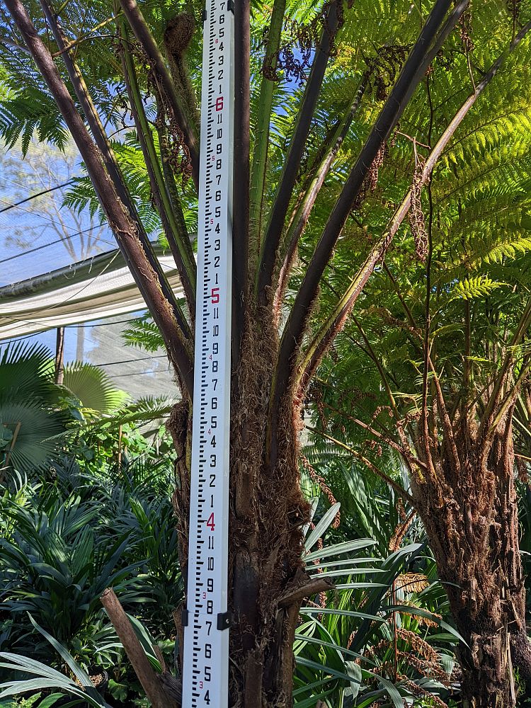 cyathea-cooperi-australian-tree-fern