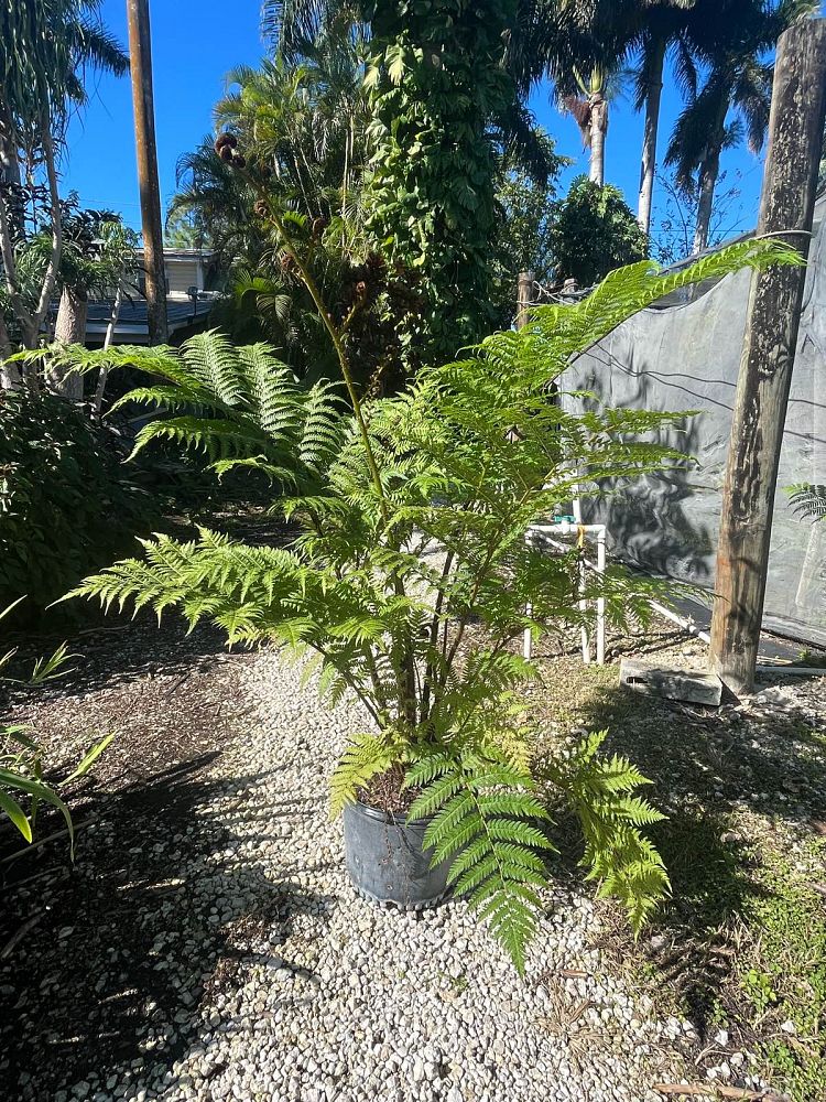 cyathea-cooperi-australian-tree-fern