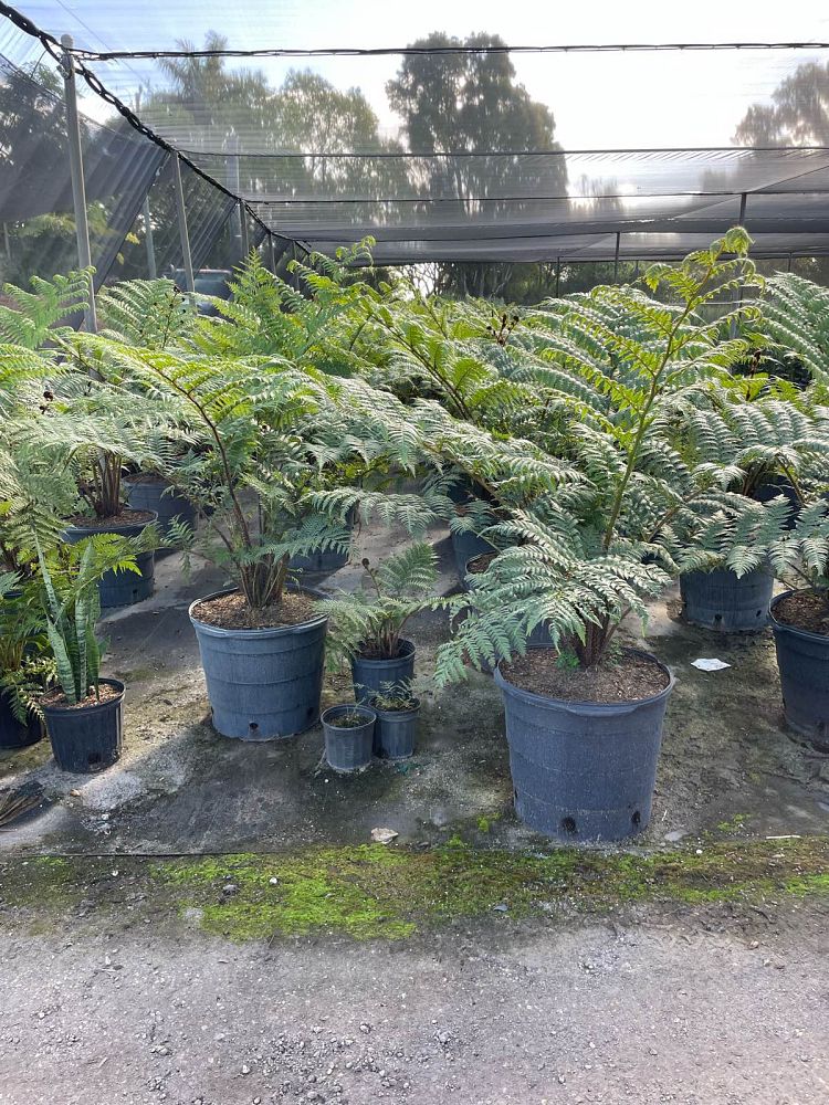 cyathea-cooperi-australian-tree-fern