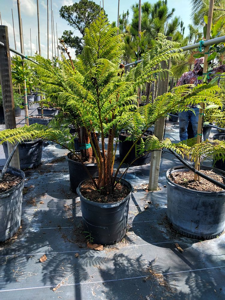 cyathea-cooperi-australian-tree-fern