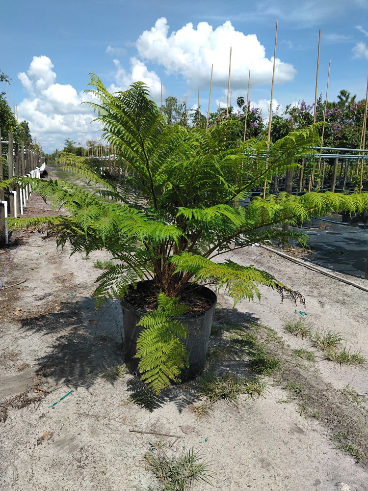 cyathea-cooperi-australian-tree-fern