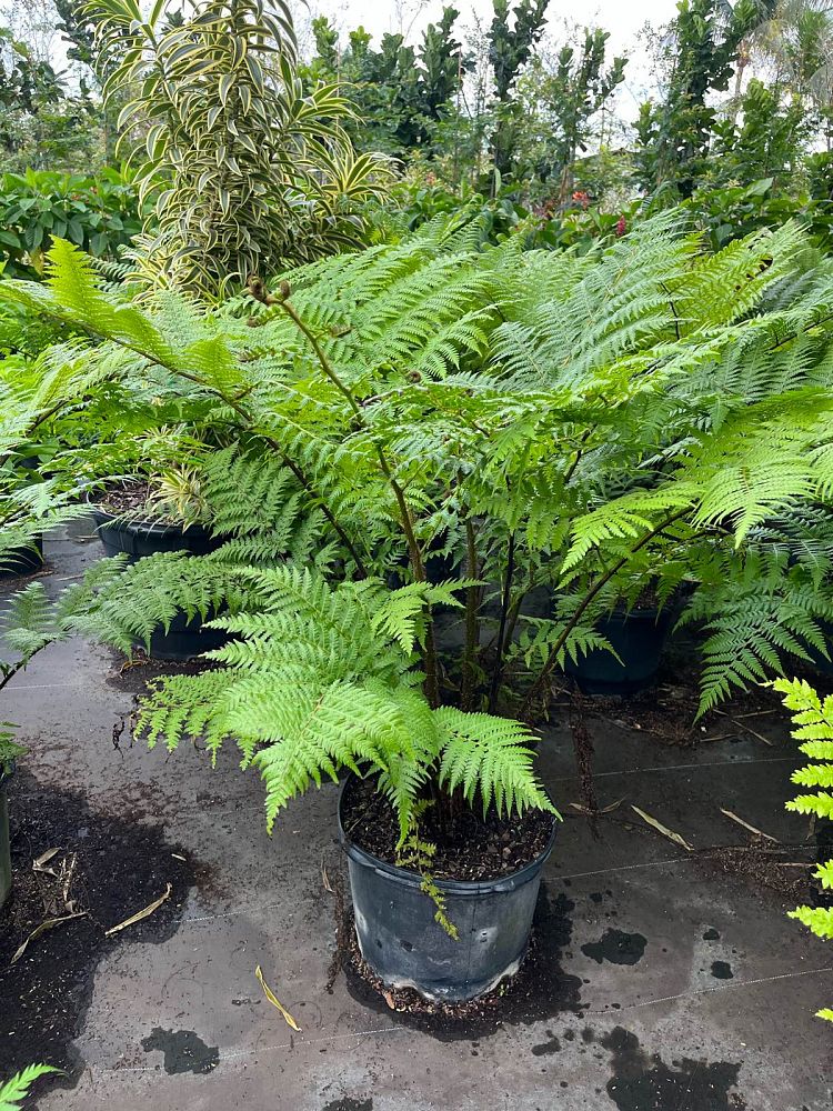 cyathea-cooperi-australian-tree-fern