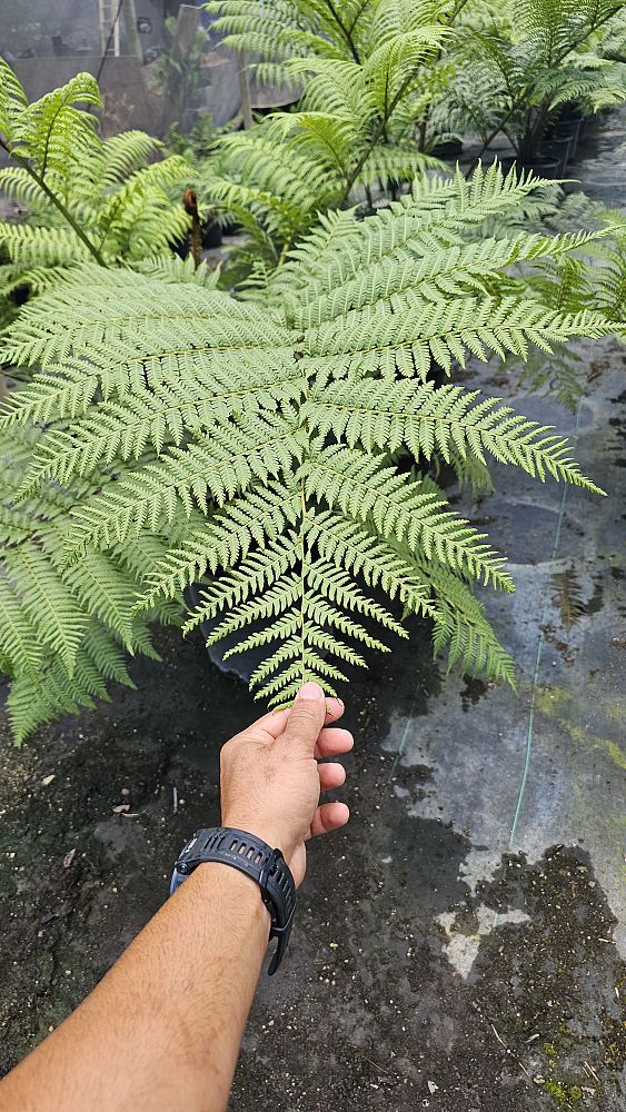 cyathea-cooperi-australian-tree-fern