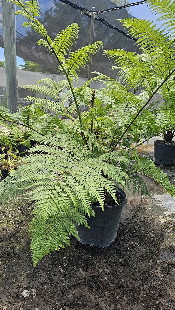 cyathea-cooperi-australian-tree-fern