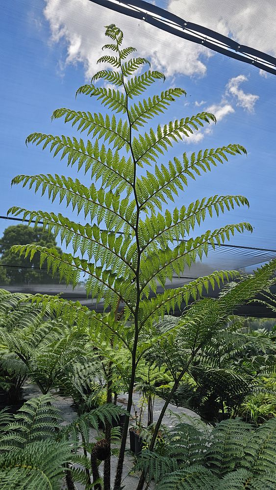 cyathea-cooperi-australian-tree-fern