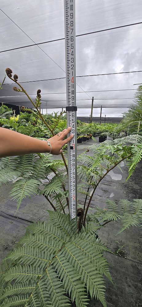 cyathea-cooperi-australian-tree-fern