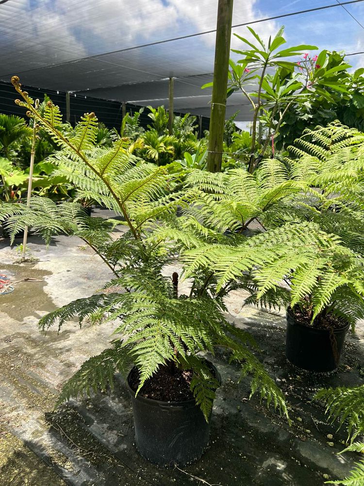 cyathea-cooperi-australian-tree-fern