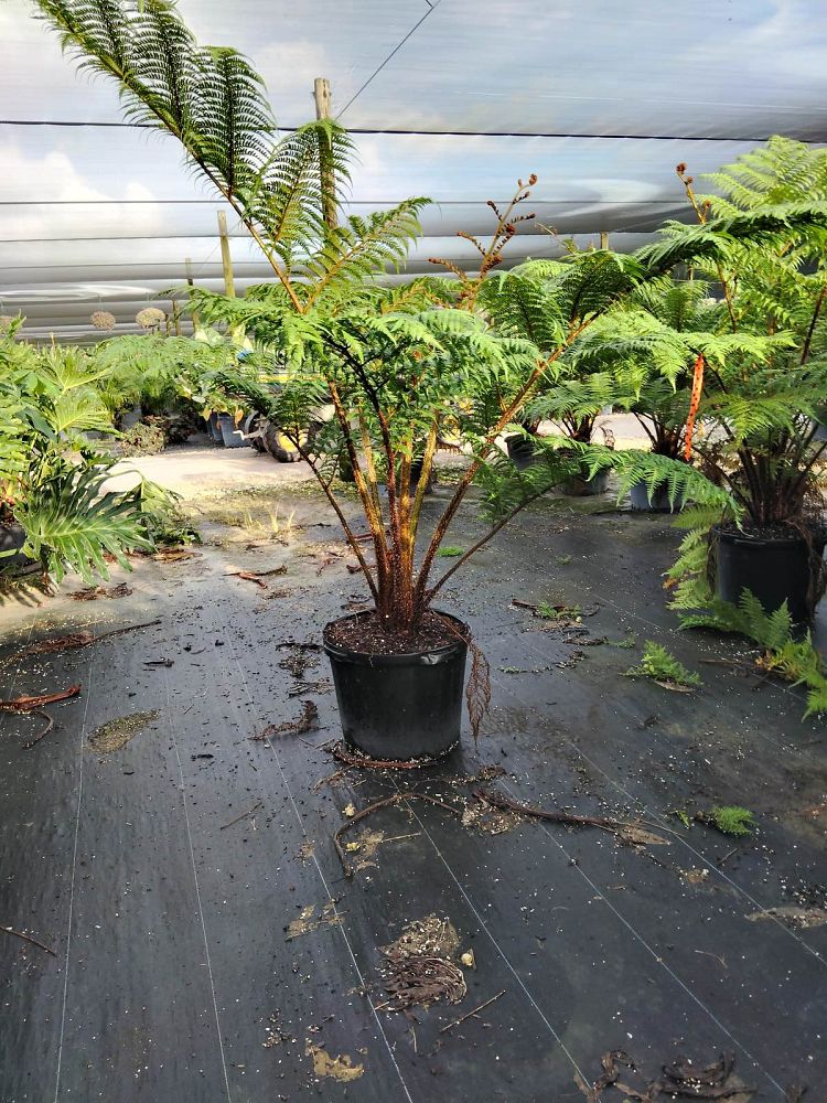 cyathea-cooperi-australian-tree-fern