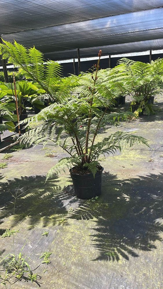 cyathea-cooperi-australian-tree-fern