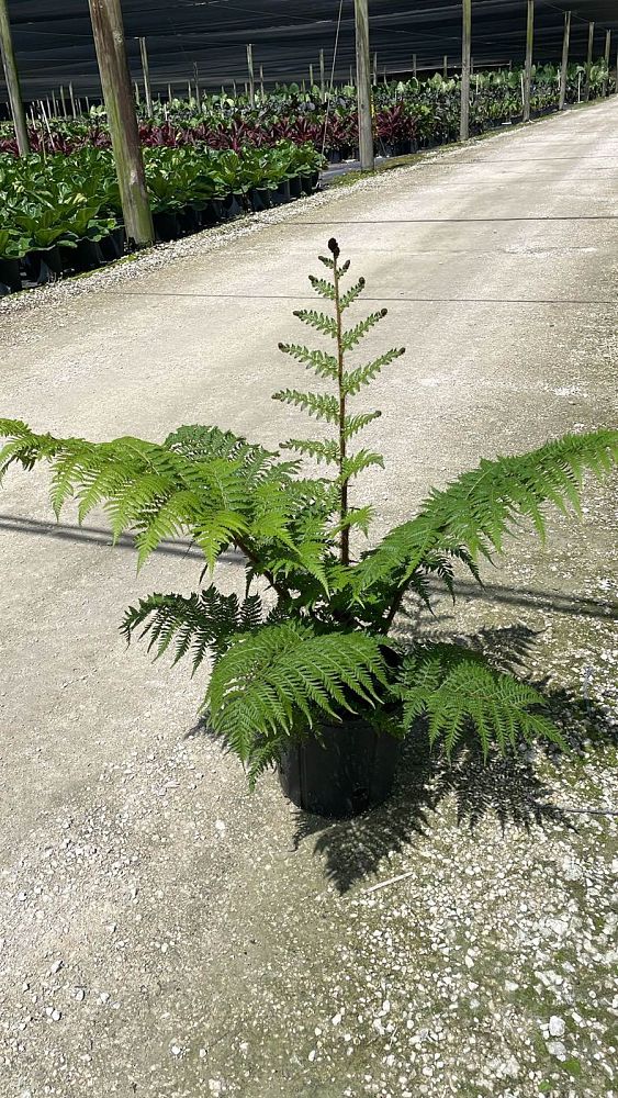 cyathea-cooperi-australian-tree-fern