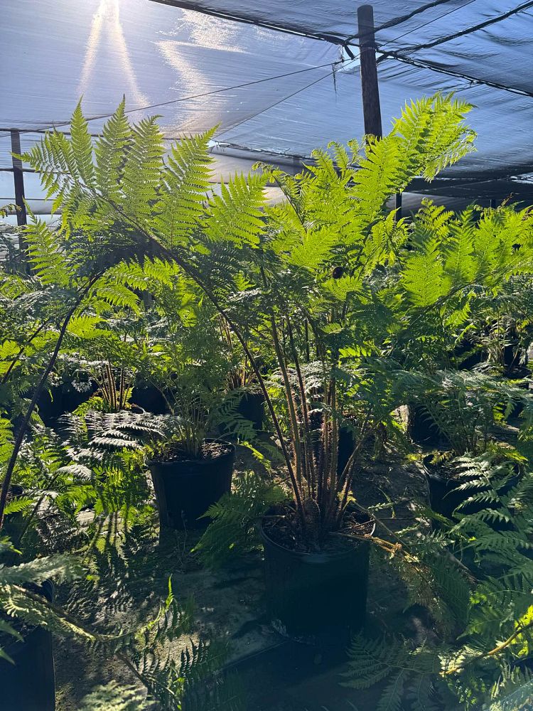 cyathea-cooperi-australian-tree-fern