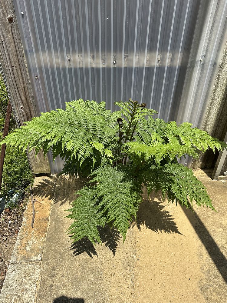 cyathea-cooperi-australian-tree-fern
