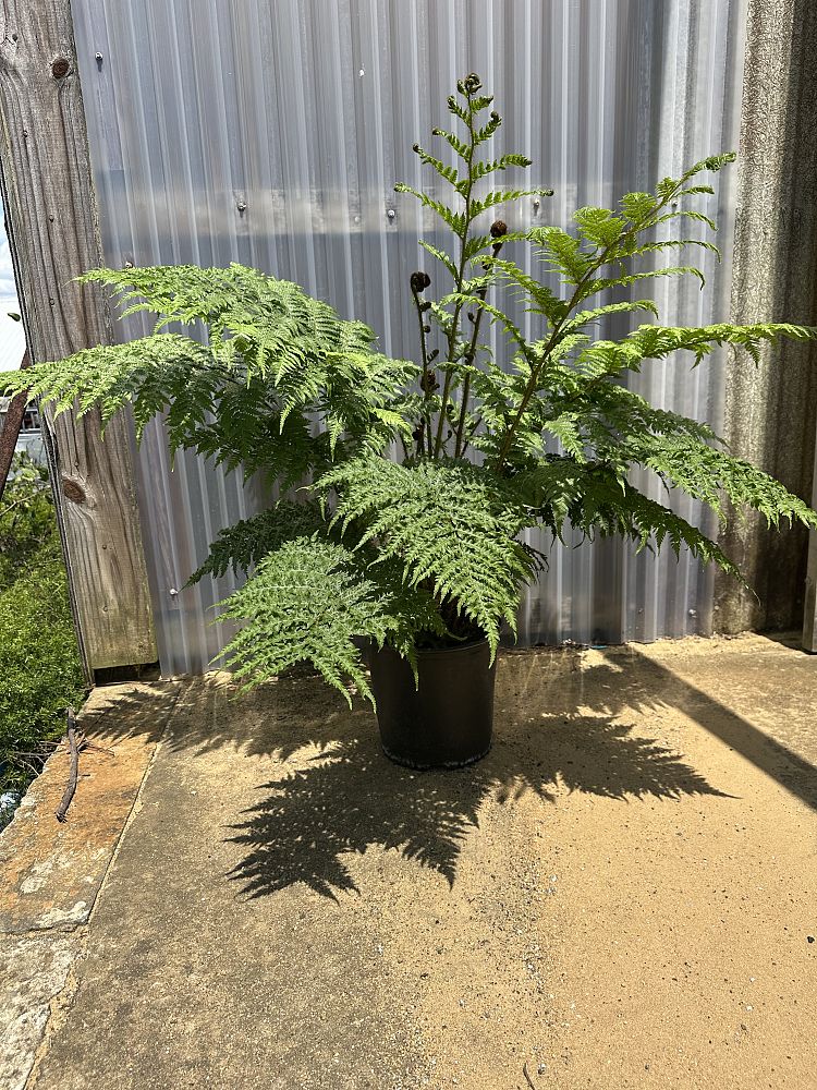 cyathea-cooperi-australian-tree-fern