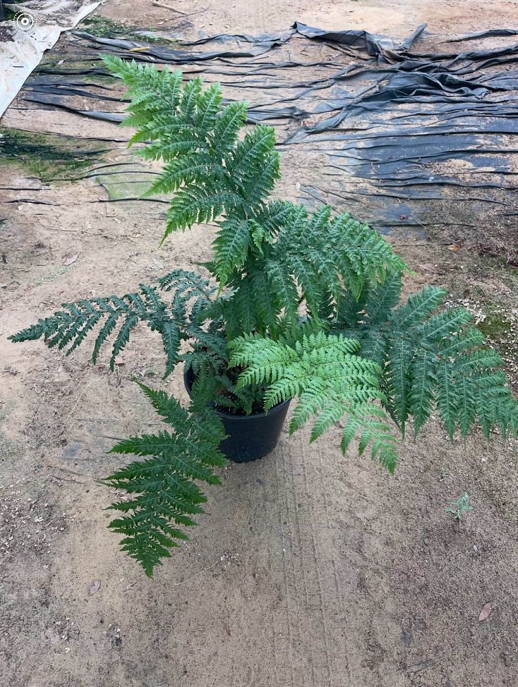 cyathea-cooperi-australian-tree-fern