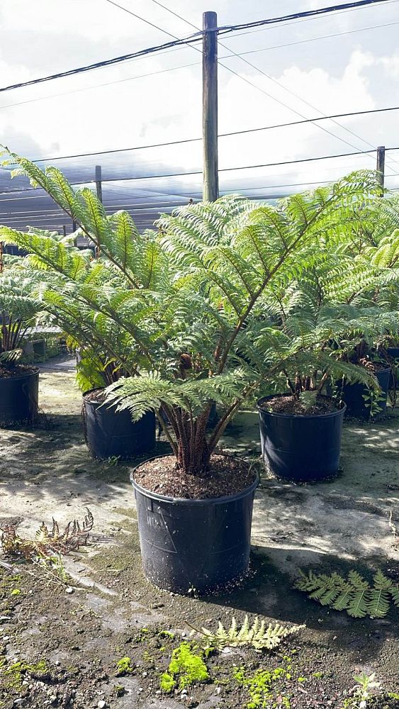 cyathea-cooperi-australian-tree-fern