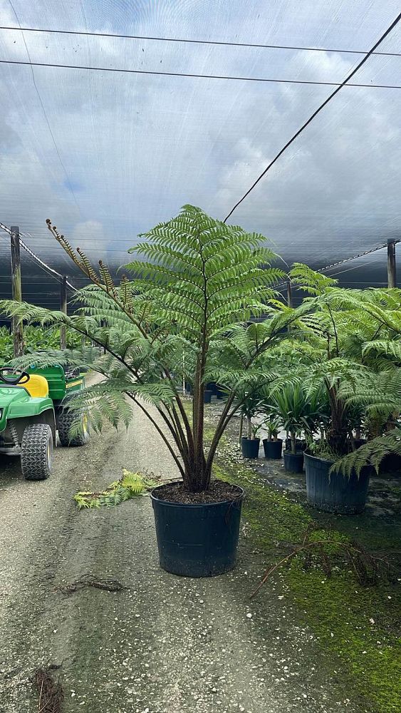 cyathea-cooperi-australian-tree-fern
