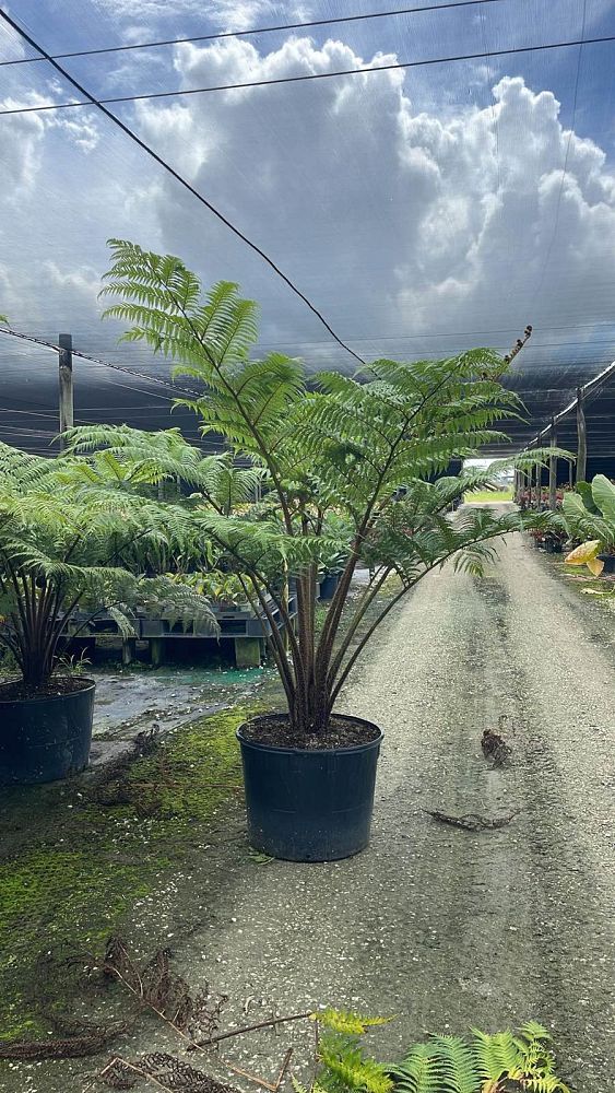 cyathea-cooperi-australian-tree-fern