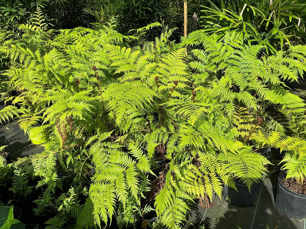 cyathea-cooperi-australian-tree-fern