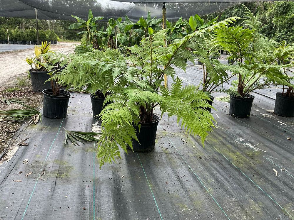 cyathea-cooperi-australian-tree-fern