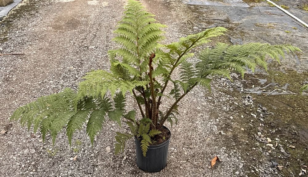 cyathea-cooperi-australian-tree-fern