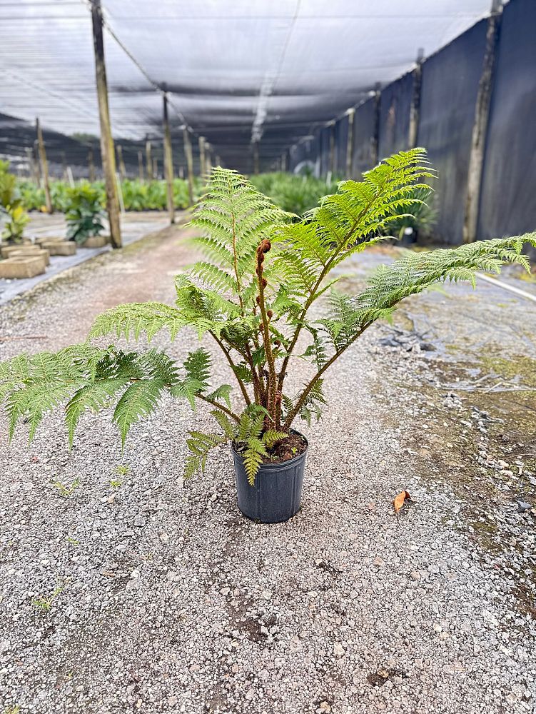 cyathea-cooperi-australian-tree-fern