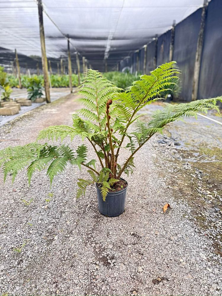 cyathea-cooperi-australian-tree-fern