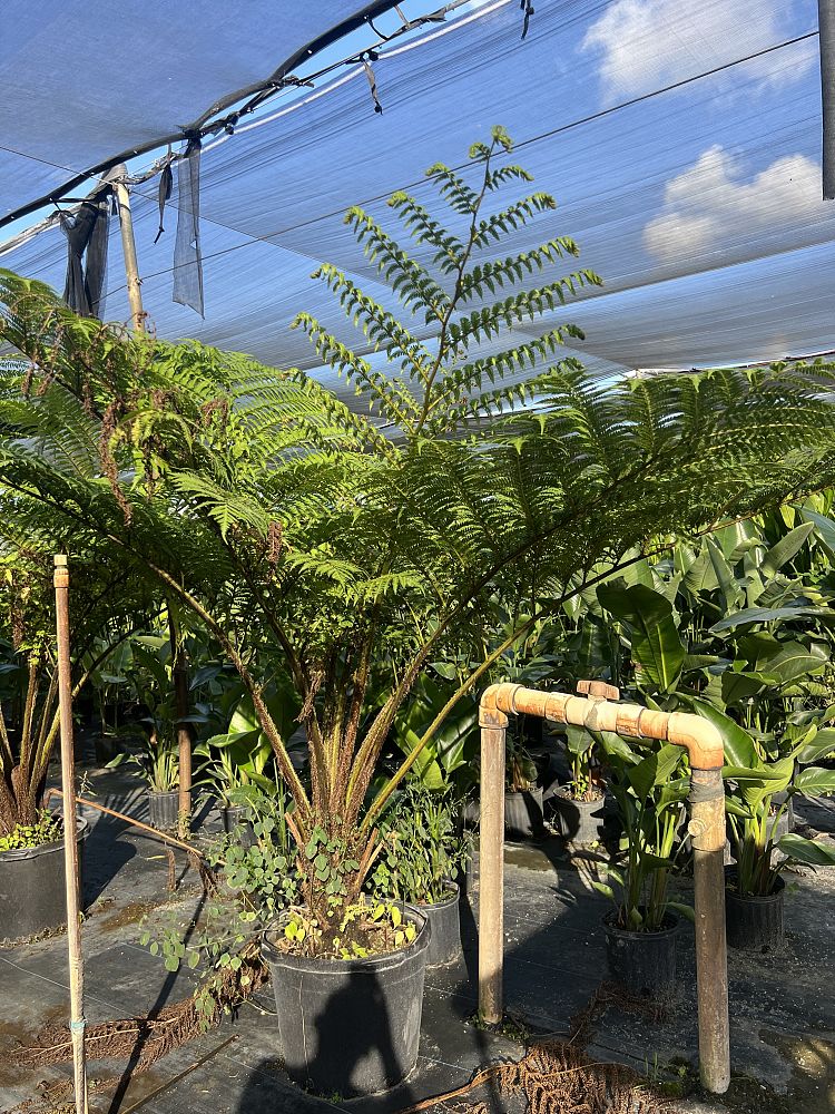 cyathea-cooperi-australian-tree-fern