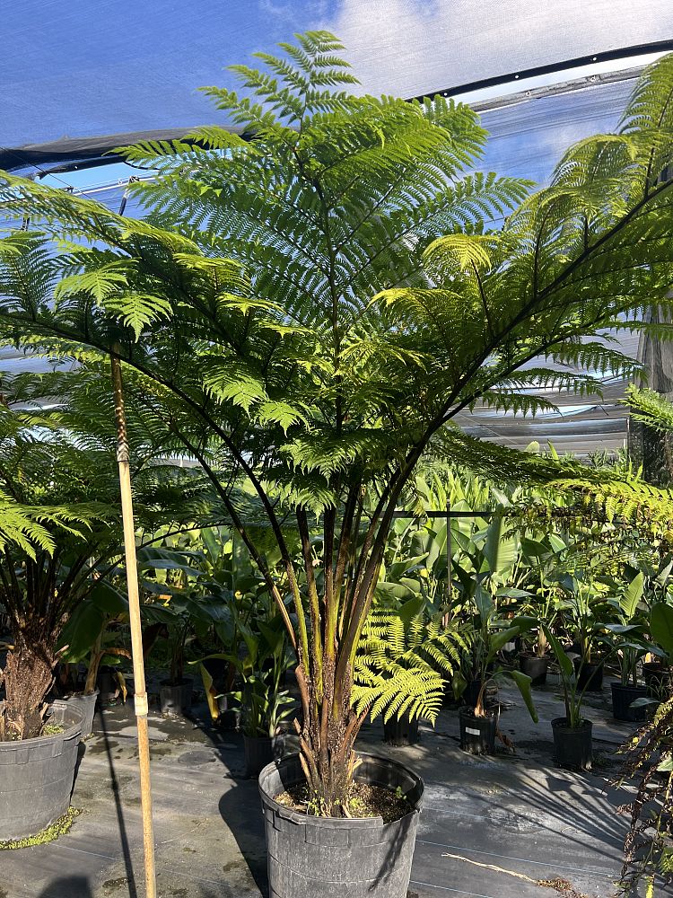 cyathea-cooperi-australian-tree-fern