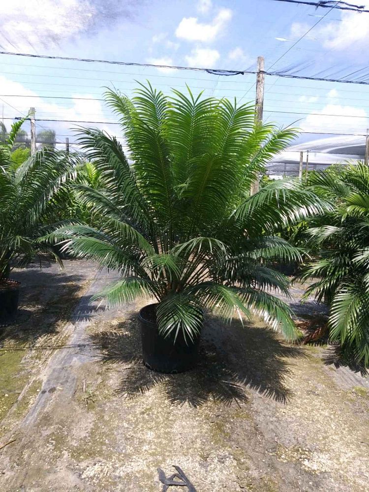 cycas-circinalis-queen-sago-cycad