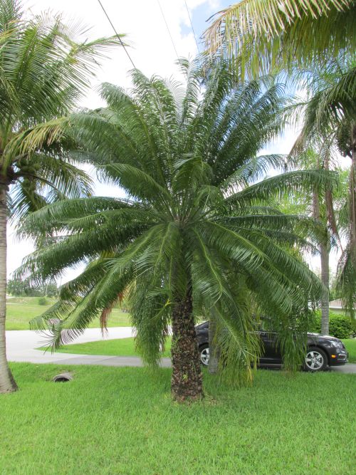 cycas-circinalis-queen-sago-cycad