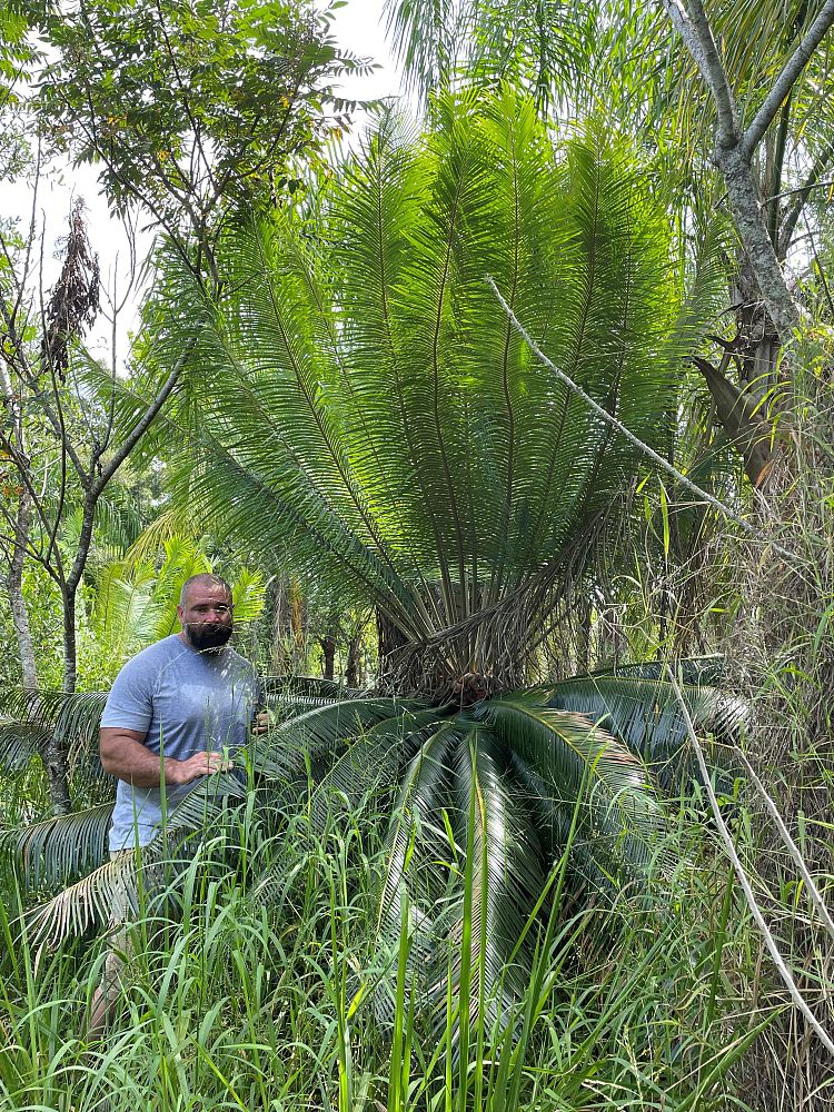 cycas-circinalis-queen-sago-cycad
