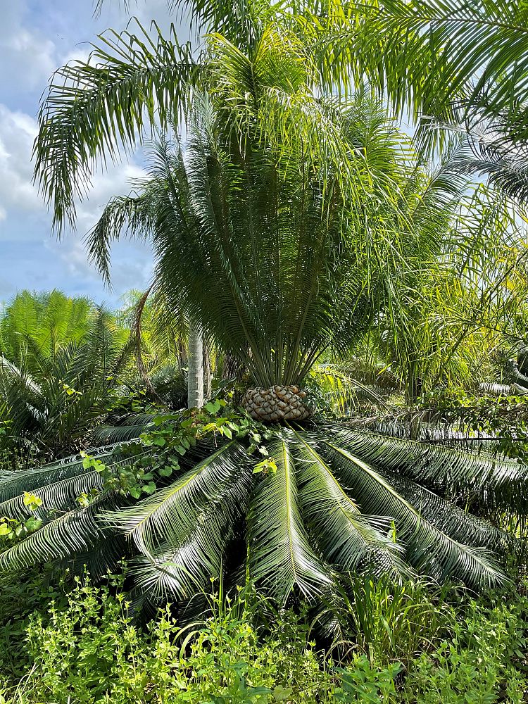 cycas-circinalis-queen-sago-cycad
