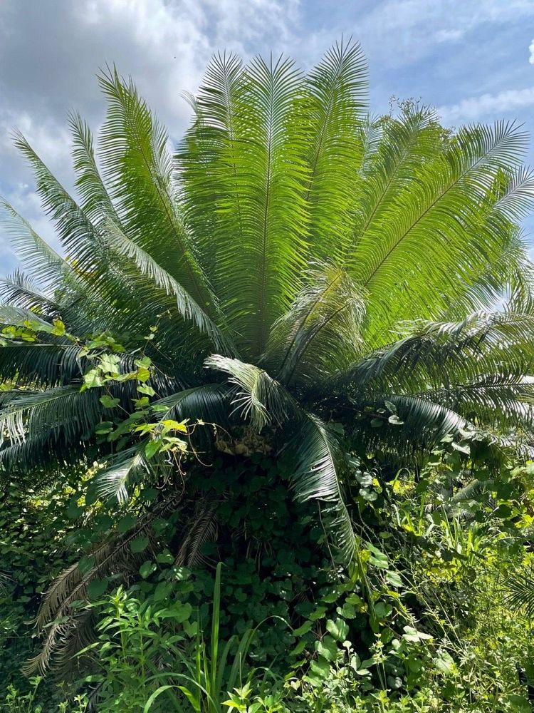 cycas-circinalis-queen-sago-cycad