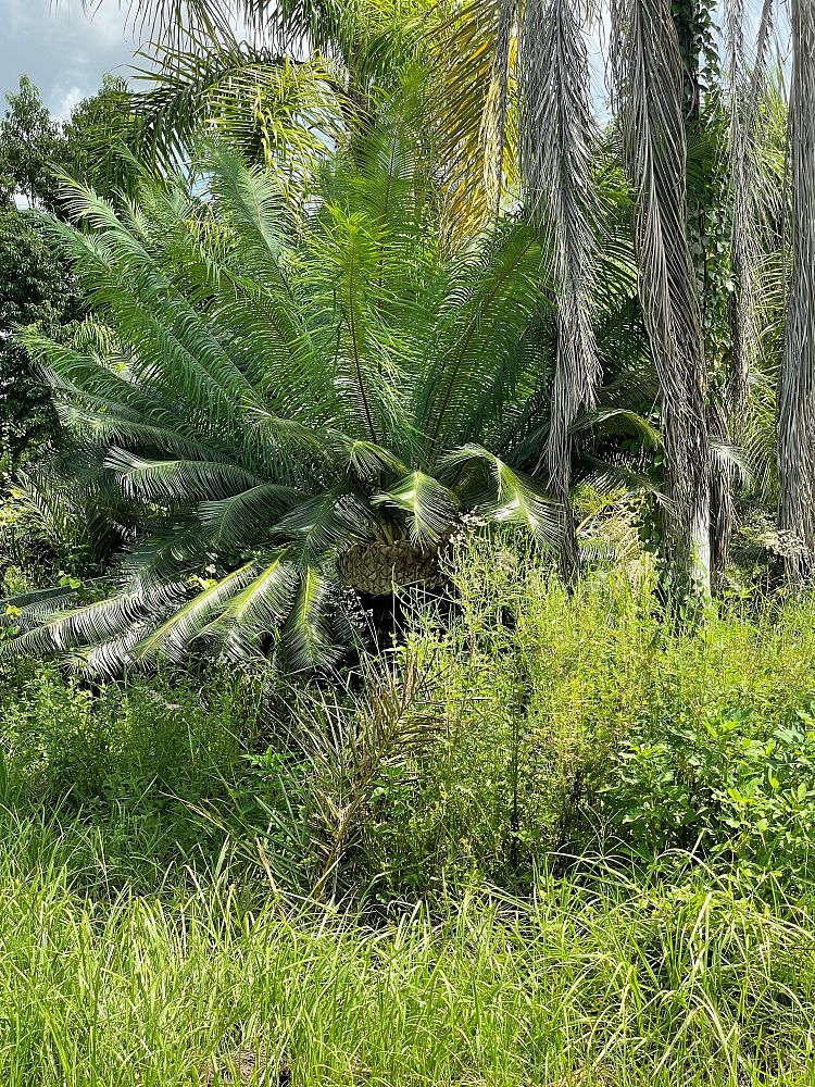 cycas-circinalis-queen-sago-cycad