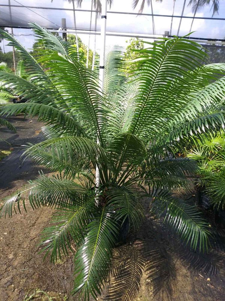 cycas-circinalis-queen-sago-cycad