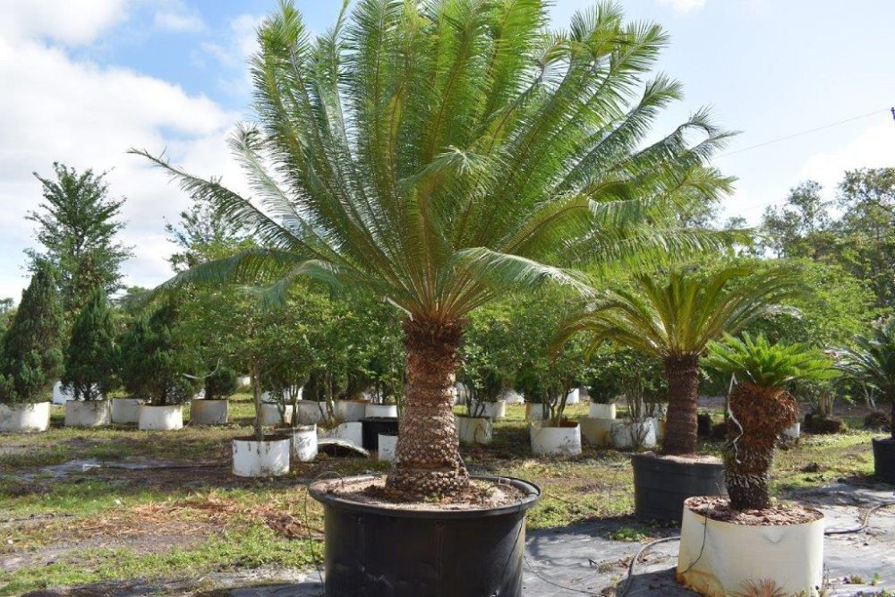 cycas-circinalis-queen-sago-cycad