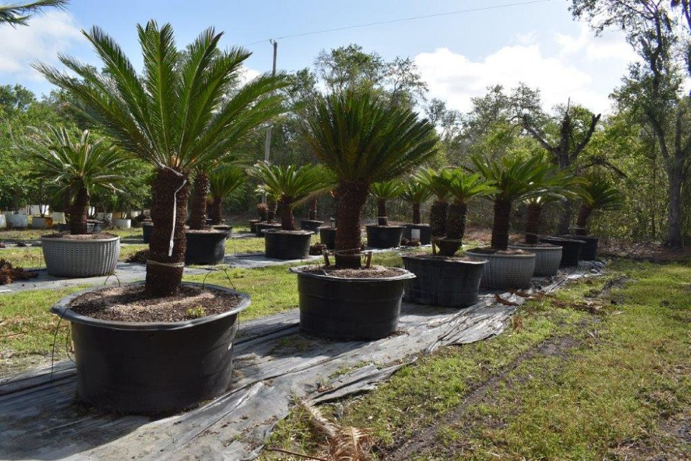 cycas-circinalis-queen-sago-cycad