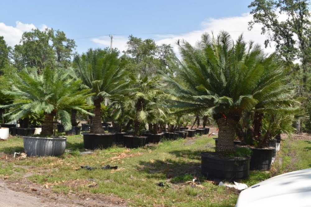 cycas-circinalis-queen-sago-cycad