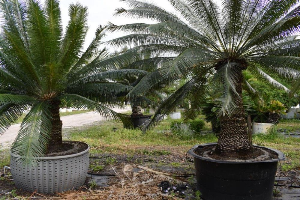 cycas-circinalis-queen-sago-cycad