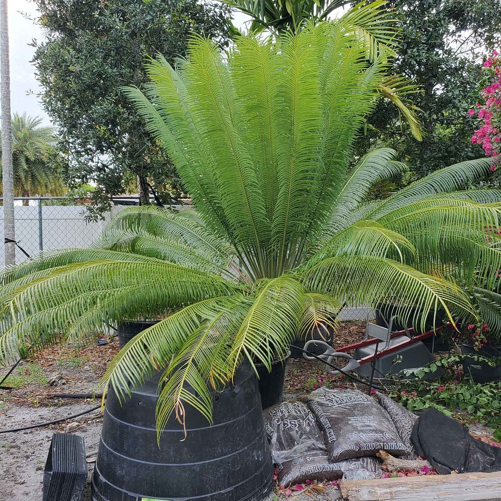 cycas-circinalis-queen-sago-cycad
