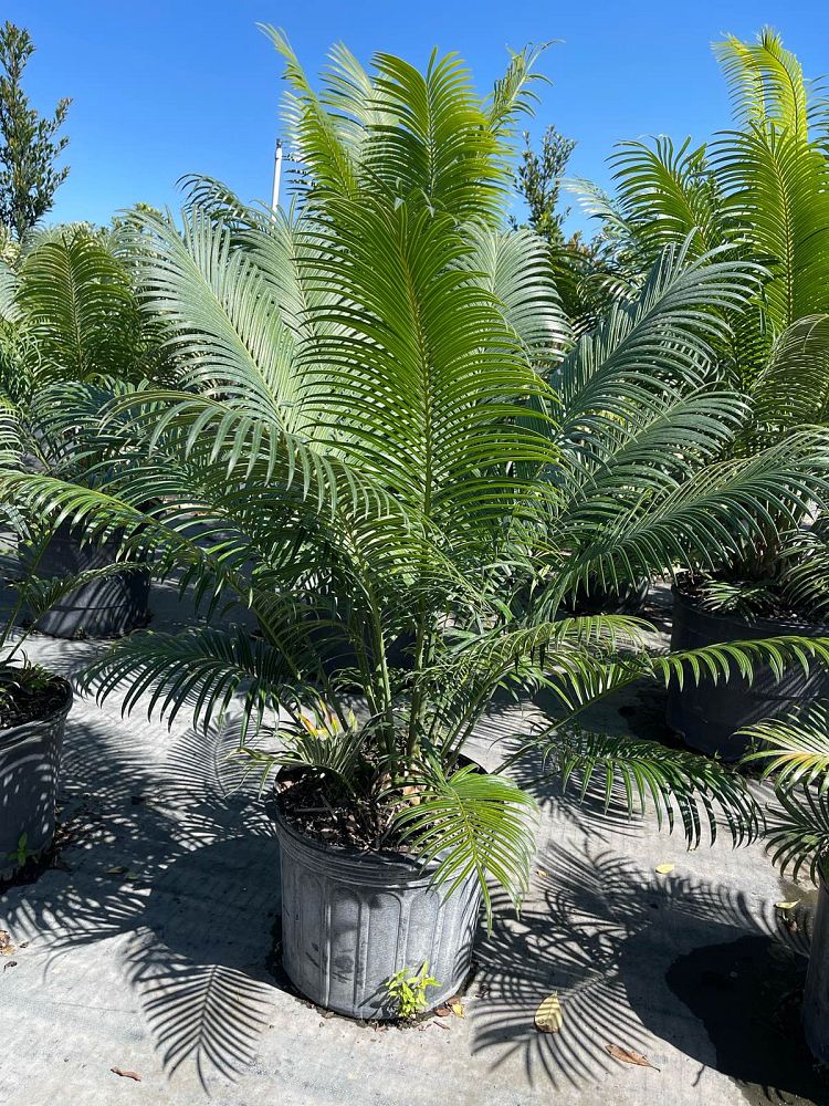 cycas-circinalis-queen-sago-cycad