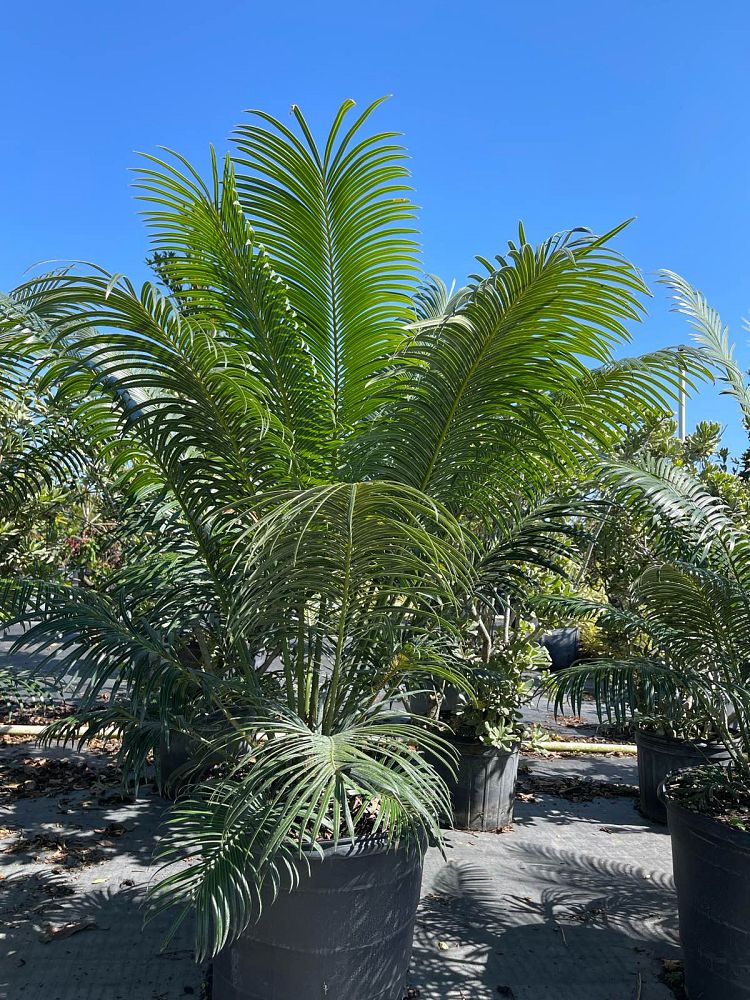 cycas-circinalis-queen-sago-cycad